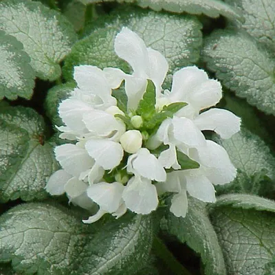 Obrázok produktu pre 6 x Lamium maculatum 'White Nancy'  | Kvetináč 9 cm x 9 cm