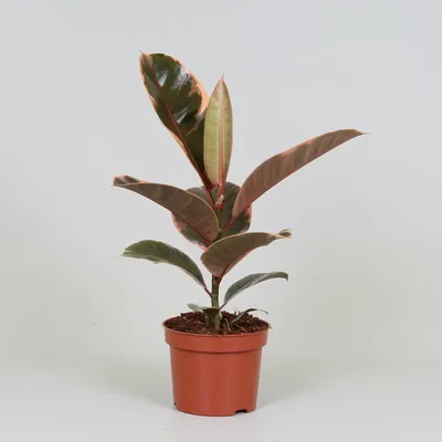 Image de Ficus elastica 'Belize' - 30cm - Ø12cm - Plante d'intérieur - Vert persistant