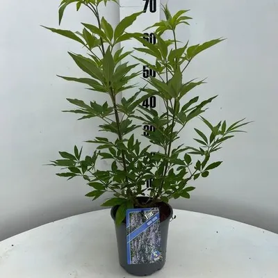 Image de Vitex agnus-castus - Gattilier | 30-35 cm en pot