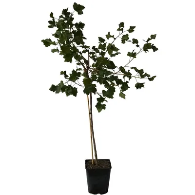 Produktbild von Jochelbeere Fußstamm ca. 50-60 cm Stamm Kreuzung aus Johannisbeere + Stachelbeere im 4 Liter Topf