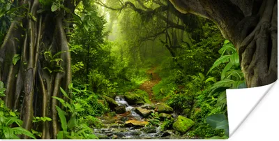 Produktbild von MuchoWow® Poster Natur - Wasser - Dschungel - Wald - Tropisch 40x20 cm - Poster für die Wand - Poster Schlafzimmer