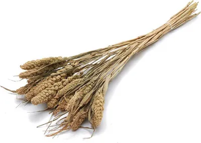 Produktbild von Trockenblumenbund Setaria in Natur, 76 cm