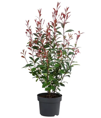 Produktbild von Dehner Glanzmispel Carre Rouge, Photinia fraseri, immergrüner Strauch mit rotem Blattaustrieb, 50-60 cm, 5 l Topf, Heckenpflanze