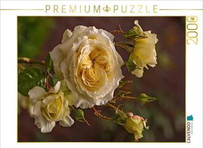 Produktbild von CALVENDO Puzzle Zauberhafte Rosen 2000 Teile Puzzle quer | 2000 Teile Lege-Größe 90x67cm Foto-Puzzle für glückliche Stunden