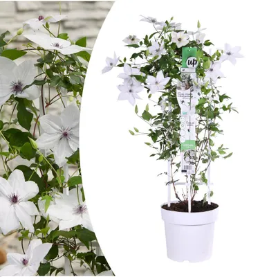 Produktbild von Clematis Tsukiko Ø23cm Weiße Waldrebe Kletterpflanze Gartenpflanze Balkonpflanze