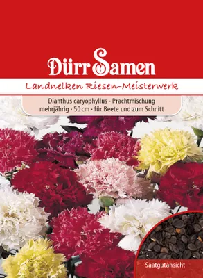 Produktbild von Landnelke Riesen Meisterwerk | Landnelkensamen von Dürr Samen