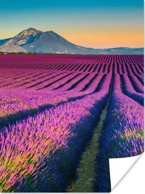Produktbild von MuchoWow® Poster Lavendel - Berg - Blumen 120x160 cm - Wandbilder