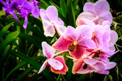 Produktbild von Muralo Fototapete Blumen 225 (B) x 150 (H) cm Vlies Tapete Wandtapeten 3D Effekt Orchideen Wohnzimmer Schlafzimmer moderne Wandbilder XXL Pflanzen Natur Wand Dekoration