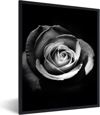 Produktbild von MuchoWow® Gerahmtes Poster Blumen - Schwarz - Rose - Weiß - Botanisch 60x80 cm - Poster mit Schwarzem Bilderrahmen Wandposter Rahmen Foto Bilder - Premium - Wanddeko Wohnzimmer