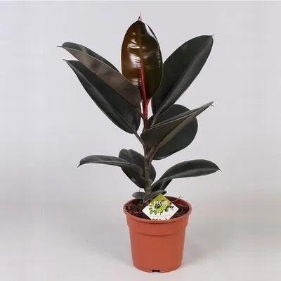 Produktbild von Gummibaum Ficus elastica Abidjan 30-40 cm – Zimmerpflanze, pflegeleicht, immergrün, ideal für Zuhause oder Büro