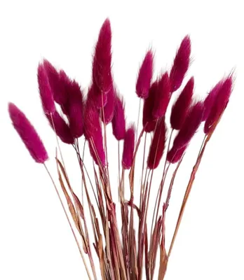 Produktbild von Kaninchenschwanzgras getrocknet - 50 Stück flauschige Trockenblumen - Dekoration für Vase und Tisch - Dunkelrosarot