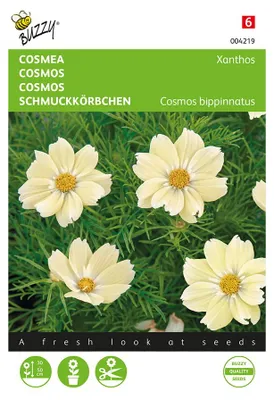 Produktbild von Schmuckkörbchen Xanthos | Cosmeasamen von Buzzy Seeds