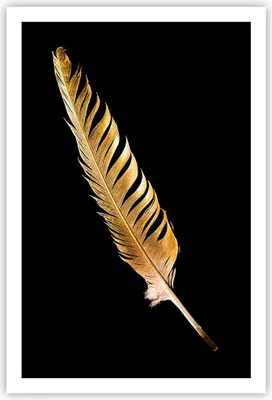 Produktbild von Poster - Poster ohne Rahmen - Golden Feder Schwarz - 61x91,5 cm - Wand Bild - Wanddeko - Wandbilder - Kunstposter - Wandposter - Bilder - Kunstdruck - Wanddekoration - Wandbild - P2XPA61x91-4887