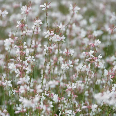 Immagine prodotto di Gaura lindheimeri Candela splendida Piantina perenne 60 piante Ø9cm Fioritura continua Facile da curare