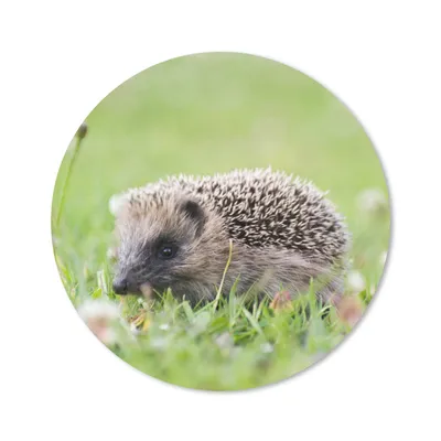 Produktbild von MuchoWow® Mauspad Mousepad Igel - Gras - Blumen 20x20 cm - Mousepads - Maus Mat - Pad - Mausunterlage - Schreibtischmatte
