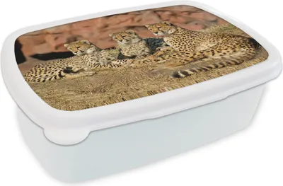 Produktbild von KitchenYeah® Lunchbox Brotzeit Brotdose 17x11 cm Gepardenmutter und -junge Kinder Brotzeitdose - Lunch Box - Kinder - Sandwich-Box - Schulbox - Lunch Boxen