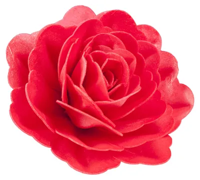 Produktbild von Essbare Zucker-Riesenrose 12,5cm