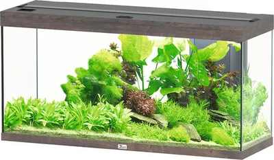 Produktbild von Aquarium aquatlantis Splendid 240 inkl. Beleuchtung, Filter Wildeiche dunkel