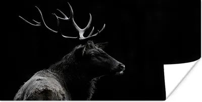 Produktbild von MuchoWow® Poster Hirsch - Schwarz - Porträt - Geweih - Tiere 40x20 cm - Poster für die Wand - Poster Schlafzimmer