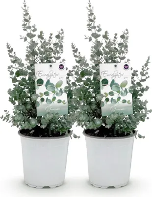 Obrázek produktu pro Eukalyptus Eucalyptus gunnii – 2 rostliny – mrazuvzdorný – rostlina na terasu – šedá – Ø 17 cm, výška cca 40 cm – voňavá a nenáročná zahradní rostlina