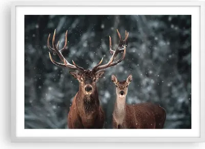 Produktbild von Gerahmtes Poster - Weißer Rahmen - Hirsch Rentier Reh - 70x50 cm - Wand Bild - Wanddeko - Wandbilder - Kunstposter - Wandposter - Bilderrahmen - Bilder - Kunstdruck - Wanddekoration - P2WAA70x50-5060