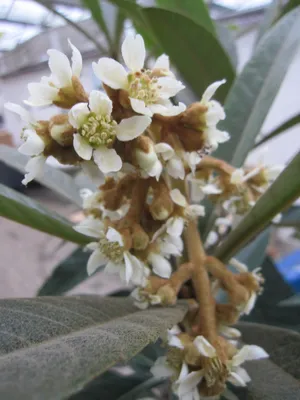 Produktbild von Eriobotrya japonica - Japanische Wollmispel - 125-150cm