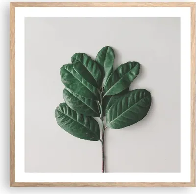 Produktbild von Gerahmtes Poster - Rahmen in heller Eiche - Blätter Pflanzen Botanik - 60x60 cm - Wand Bild - Wanddeko - Wandbilder - Kunstposter - Wandposter - Bilderrahmen - Bilder - Kunstdruck - P2NAC60x60-4956