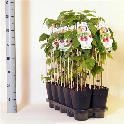 Immagine prodotto di Rubus idaeus 'Autumn Bliss' Lampone di 30 cm