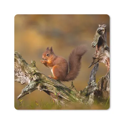 Produktbild von MuchoWow® Mauspad Mousepad Eichhörnchen - Baumstamm - Wald 30x30 cm - Mousepads - Maus Mat - Pad - Mausunterlage - Gaming