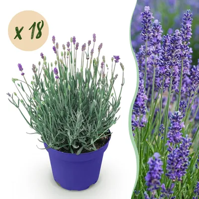 Image de Green boutiQ - Plante de jardin - Lavandula angustifolia Hidcote - Lavande - Rustique - Violet - 18 plants - Pot de 12 cm - Hauteur 15-25 cm