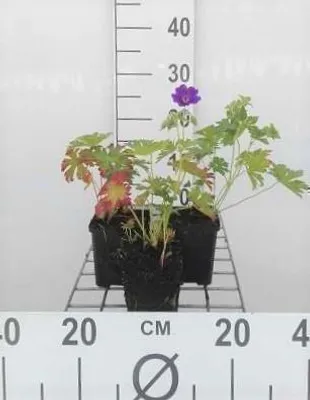 Zdjęcie produktu dla 6 x Geranium hybr. 'Blue Blood' - Storchenschnabel - Topf 9 x 9 cm