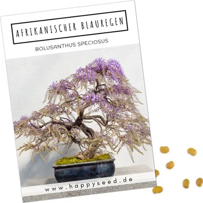 Produktbild von Exotische Bonsai Samen mit hoher Keimrate - Pflanzen Samen Set für deinen eigenen Bonsai Baum (1x Afrikanischer Blauregen)