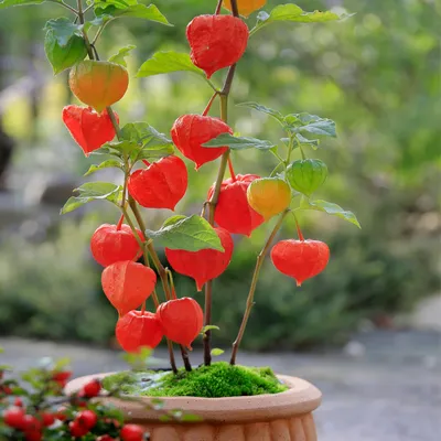 Zdjęcie produktu dla Bloomique - Zestaw 3 szt. - Physalis Alkekengi Franchetii - Roślina doniczkowa - Rośliny ogrodowe - Odporne na zimę - Wysokość 10-20 cm - Doniczka 9x9 cm