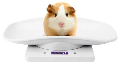 Produktbild von Haustierwaage Tierwaage digitale Waage - Bis 10 kg - Genau auf 1 g - Küchenwaage
