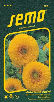 Produktbild von Samen - SONNENBLUME 'TEDDY BEAR'