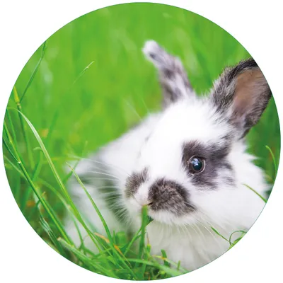 Produktbild von Wallario Premium Glasbild, freischwebende Optik, kräftige Farben, rund 50cm Durchmesser, Motiv Süßer Hase im grünen Gras