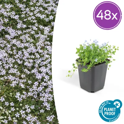 Image de Isotoma fluviatilis | 48 pièces - 10-25cm - Ø9cm - Plante de jardin