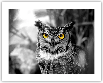 Produktbild von Poster - Poster ohne Rahmen - Eule Vogel Natur - 50x40 cm - Wand Bild - Wanddeko - Wandbilder - Kunstposter - Wandposter - Bilder - Kunstdruck - Wanddekoration - Wandbild - P2XAA50x40-1318