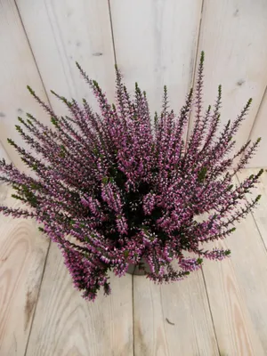 Productafbeelding van 3 stuks! Heide Calluna roze Warentuin Natuurlijk