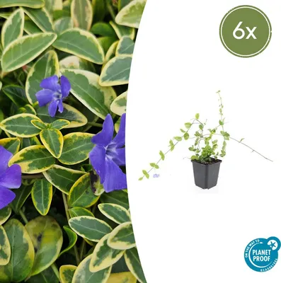 Obrázok produktu pre Pôdny kryt - Drobnolistá nevädza - Vinca minor 'Blue and Gold' - 9cm kvetináč - sada 6 rastlín