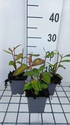 Immagine prodotto di 6 x Phlox (p) 'Eva Cullum' - Fiore di fiamma - vaso 9 x 9 cm