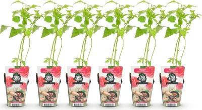 Produktbild von GreenboutiQ - Obstpflanzen - Himbeere - Rubus idaeus Ottawa - Winterhart - 6 Pflanzen - Topf 9 cm - Rote Himbeere