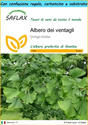Immagine prodotto di SAFLAX Set regalo - Albero dei ventagli - 4 semi - Ginkgo