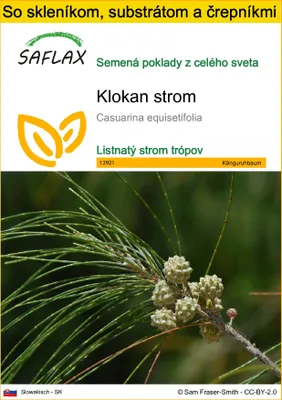 Obrázok produktu pre SAFLAX Kultivačný set - klokan strom - Casuarina equisetifolia - 200 Semená - S mini skleníkom, pestovateľským substrátom a 2 črepníkmi