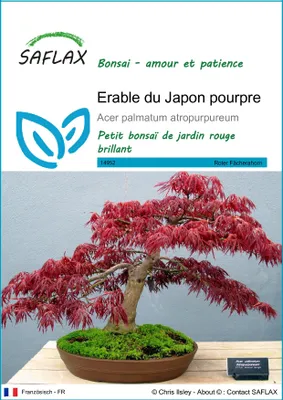 Image de SAFLAX  - Erable du Japon pourpre - 20 graines - Acer