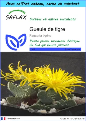 Image de SAFLAX Ensemble-cadeau - Gueule de tigre - 40 graines - Faucaria