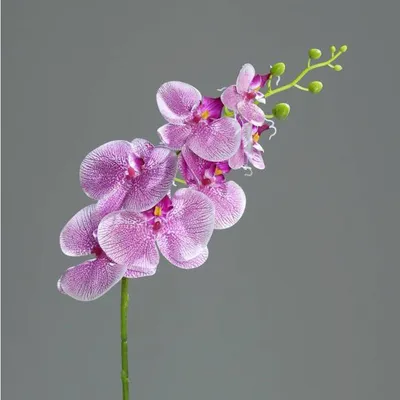 Produktbild von künstliche Orchidee Phalaenopsis mit 7 Blüten und Knospen L. 83cm lila DPI WA