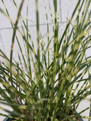 Produktbild von Zwerg-Chinaschilf Little Tiger - Miscanthus sinensis Little Tiger