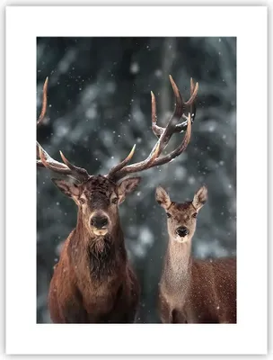 Produktbild von Poster - Poster ohne Rahmen - Hirsch Rentier Reh - 30x40 cm - Wand Bild - Wanddeko - Wandbilder - Kunstposter - Wandposter - Bilder - Kunstdruck - Wanddekoration - Wandbild - P2XPA30x40-5060