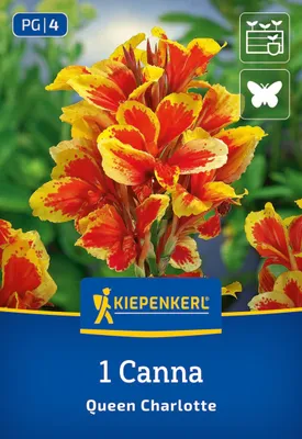 Produktbild von Kiepenkerl Blumenrohr Queen Charlotte Canna x Hybrida 1 Pflanze